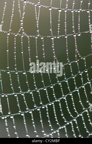 Chiusura del giardino web ragni ricoperti di rugiada su una nebbiosa mattina autunnale, Inghilterra, Ottobre. Foto Stock