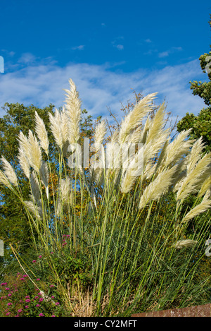 Pampa erba o Cortaderia, Foto Stock