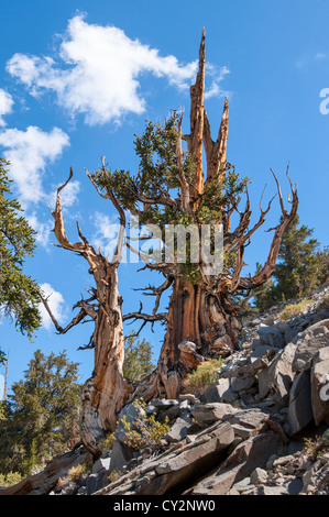 Drammatica vista dell'antica Bristlecone Pine Forest. Foto Stock