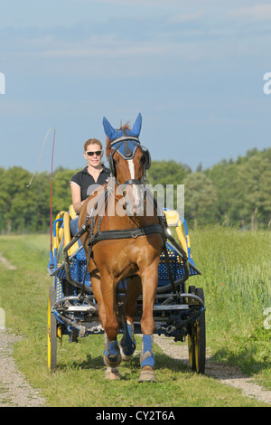 Cavallo bavarese di disegno di un allenatore Foto Stock