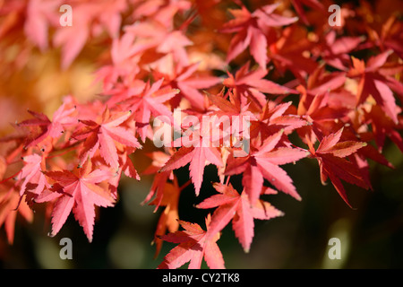 Colori d'Autunno di foglie su un croccante di giornata di sole Foto Stock