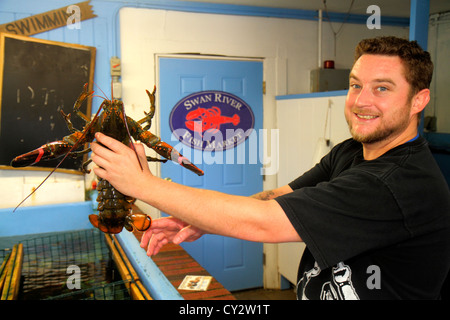 Cape Cod Massachusetts, Dennis Port, Swan River Fish Market, uomo uomini maschio adulti, lavoratori dipendenti lavoratori dipendenti lavoratori dipendenti personale di lavoro, tenendo, aragosta, frutti di mare, MA12 Foto Stock