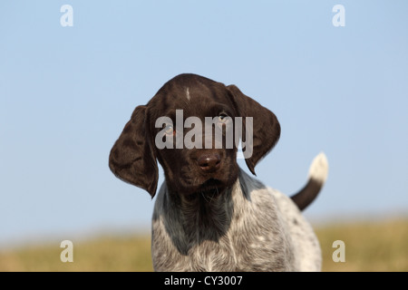 Tedesco puntatore wirehaired Puppy Foto Stock