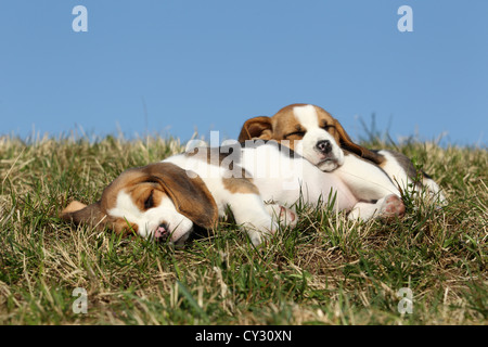 Cuccioli di Beagle Foto Stock