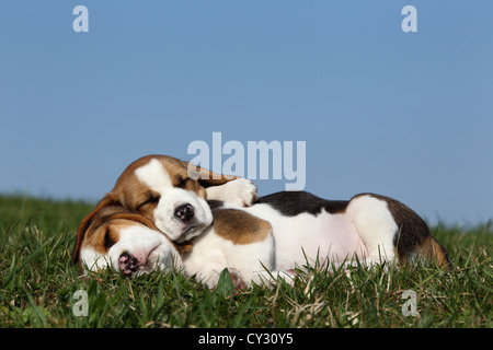 Cuccioli di Beagle Foto Stock