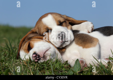 Cuccioli di Beagle Foto Stock