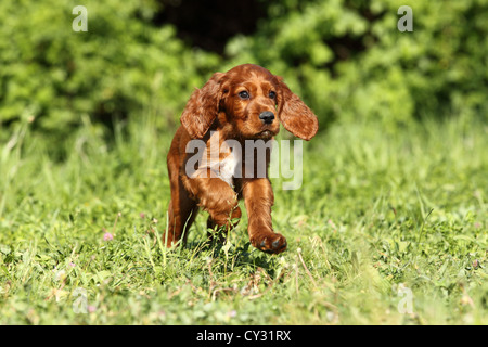 Setter Irlandese cucciolo Foto Stock