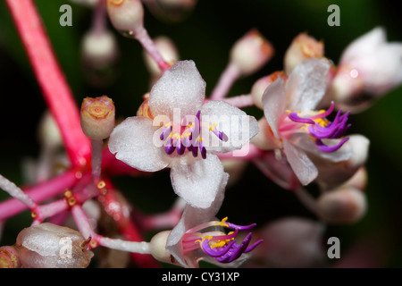 Lampadario Tree, Medinilla Cummingii Foto Stock