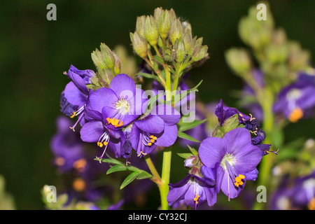 Lo spunto da fermi la scala di Giacobbe, Polemonium reptans 'Blue Pearl' Foto Stock