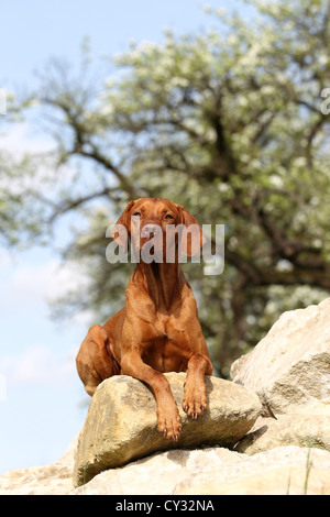 Giacente Magyar Vizsla Foto Stock