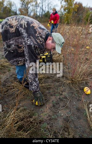 I volontari di raccogliere eventuali avanzi di squash da parte di un agricoltore del campo per la distribuzione a mense e banchi alimentari per chi è nel bisogno. Foto Stock