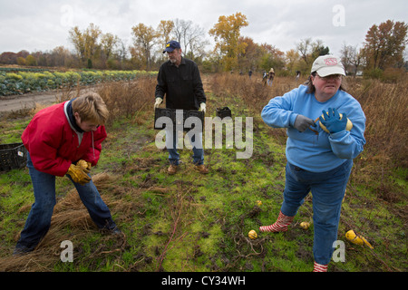 I volontari di raccogliere eventuali avanzi di squash da parte di un agricoltore del campo per la distribuzione a mense e banchi alimentari per chi è nel bisogno. Foto Stock