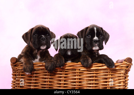 Boxer tedesche di cuccioli Foto Stock