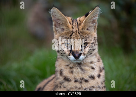 Serval cub 3 mesi di età Foto Stock