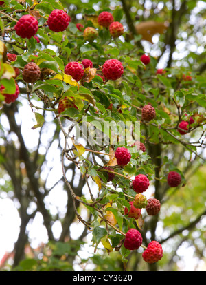 Cornus Kousa frutto anche giapponese conosciuta Sanguinello Foto Stock