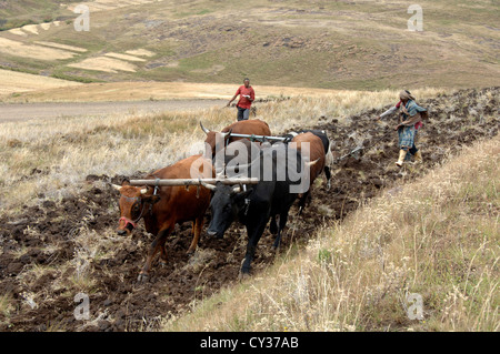 Gli agricoltori Basotho arando un campo con i buoi. Foto Stock