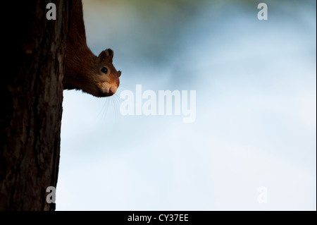 Red scoiattolo (Sciurus vulgaris) fotografato in Formby boschi, Merseyside England Foto Stock