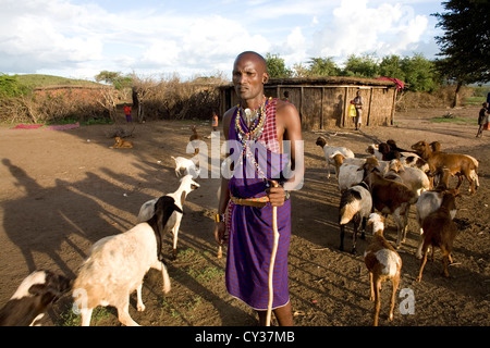 Tribù Masai in Kenyafarming, agriturismo, agricoltura, capra, capre, pecore, animali di allevamento, Herder, imbrancandosi Foto Stock