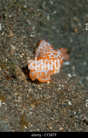 Un Gymnodoris rubropapulosa strisciando attraverso la sabbia nello stretto di Lembeh, Nord Sulawesi. Foto Stock