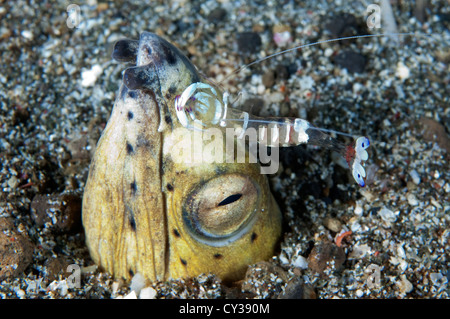 Un serpente Blacksaddle anguilla in sabbia con un pulitore gamberetti nello stretto di Lembeh, Nord Sulawesi. Foto Stock