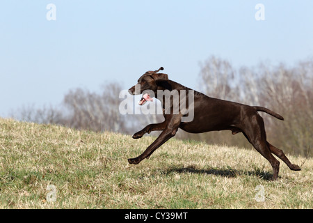Esecuzione di tedesco shorthaired puntatore Foto Stock