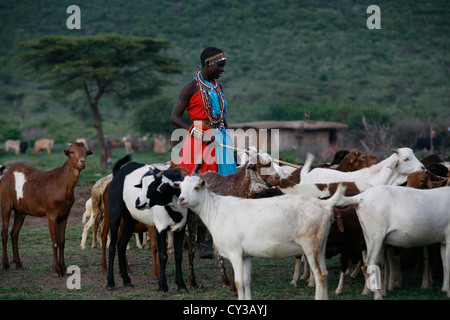 Tribù Masai in Kenyafarming, agriturismo, agricoltura, capra, capre, pecore, animali di allevamento, Herder, imbrancandosi Foto Stock