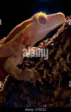 Crested Geco Rhacodactylus ciliatus, nativo di Nuova Caledonia Foto Stock