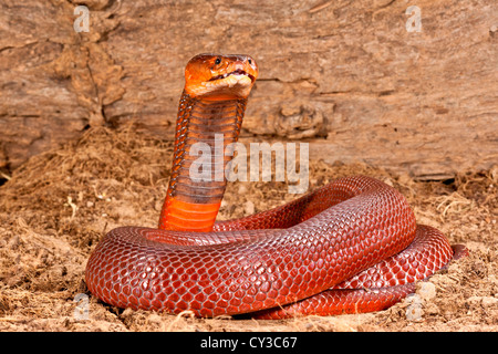 Red sputare Cobra, Naja mossambica pallida, nativo per l'Africa orientale Foto Stock