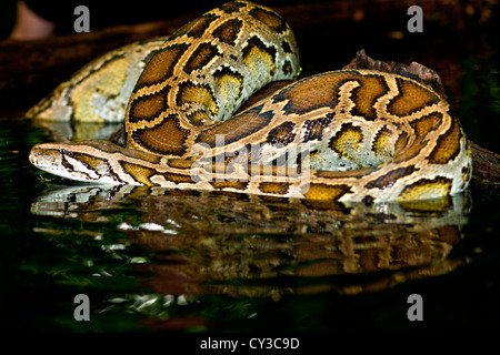 Birmano, Python Python molurus bivittatus, originarie della Cina e della Malaysia Foto Stock