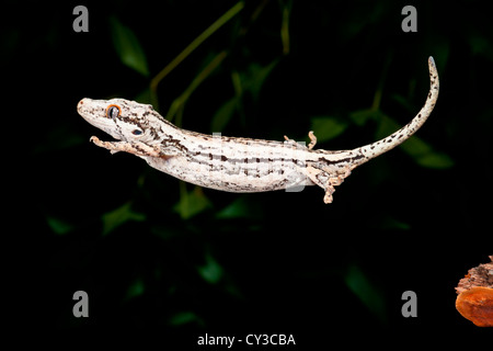 Nuova Caledonia Gargoyle Geco Rhacodactylus auriculatus, nativo di Nuova Caledonia Foto Stock