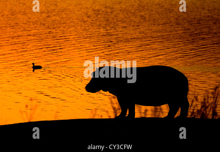 A Ippona sorge su un banco di sabbia al tramonto nel selvaggio del Sud Africa Foto Stock
