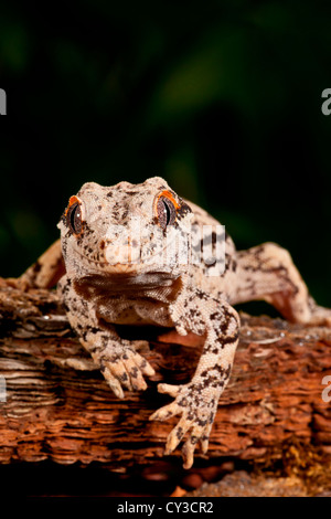 Gargoyle Geco Rhacodactylus auriculatus, nativo di Nuova Caledonia. Habitat: arboree abitante della foresta Foto Stock