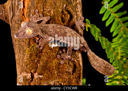 Foglie giganti-tailed geco Uroplatus fimbriatus, nativo del Madagascar. Habitat: arboree abitante della foresta Foto Stock