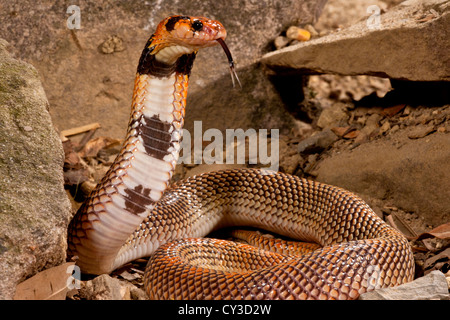 Cape Coral Snake Aspidelaps lubricus cowlesi nativo di Angola meridionale Habitat: Secco suolo sabbioso, savana e boschi aperti Foto Stock