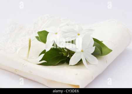 Roverella (Gelsomino Jasminum multiflorum) sul tovagliolo ricamato su sfondo bianco Foto Stock