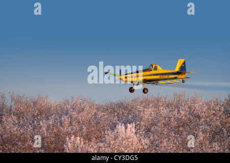 Un trattore aria crop duster spray mandorli nella valle del Sacramento della California. Foto Stock