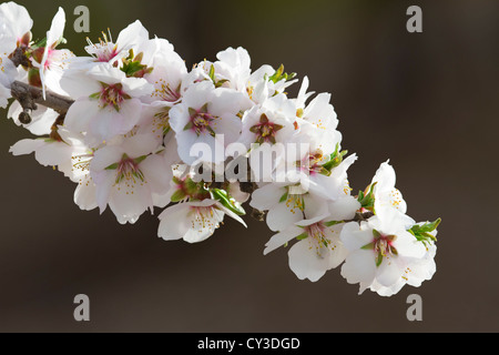 Fiori di mandorlo, Valle di Sacramento, California. Foto Stock