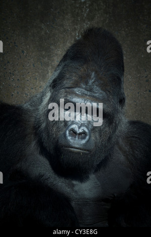Un grande gorilla silverback close-up con un background di calcestruzzo Foto Stock