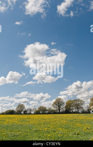 Display soleggiata nel prato di fiori di tarassaco in contrasto con prato selvatico che devono essere raccolte per fieno in tarda estate pascoli Foto Stock