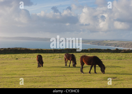 Dartmoor pony pascolano in rame testa sopra Whitsand Bay nei pressi di Torpoint, a sud est della Cornovaglia, southwest Regno Unito Foto Stock