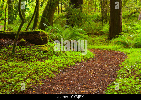 Foresta in Hendy boschi del Parco Statale nella Anderson Valley della California del Nord. Foto Stock