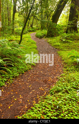 Foresta in Hendy boschi del Parco Statale nella Anderson Valley della California del Nord. Foto Stock