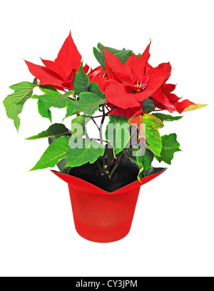 Bella rossa poinsettia isolati su sfondo bianco; fiore di Natale Foto Stock