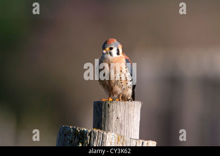 American Gheppio (Falco sparverius) maschio appollaiato su un post mentre la caccia al cedro, Isola di Vancouver, BC, Canada in Marzo Foto Stock