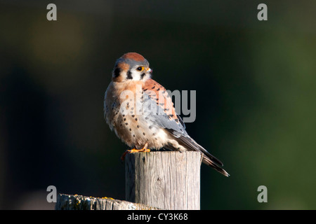 American Gheppio (Falco sparverius) maschio appollaiato su un post mentre la caccia al cedro, Isola di Vancouver, BC, Canada in Marzo Foto Stock