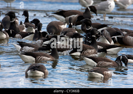 Un branco di oche Brant Branta bernicla alimentazione su aringa spawn lungo il litorale a Parksville Bay,l'isola di Vancouver, BC nel Marzo Foto Stock