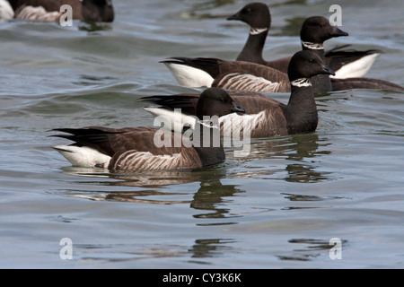 Brant oche Branta bernicla alimentazione su aringa spawn lungo il litorale a Parksville Bay, l'isola di Vancouver, BC nel Marzo Foto Stock