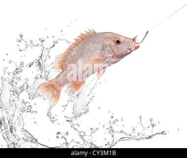 Cattura di pesce con acqua splash su sfondo bianco Foto Stock