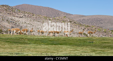 Il pascolo Vicugnas (Vicugna vicugna), Lauca National Park, Cile Foto Stock