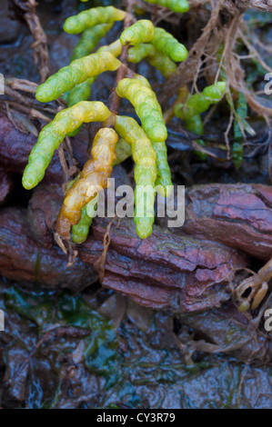 Wild Norfolk Samphire 'Salicornia europaea in autunno Foto Stock